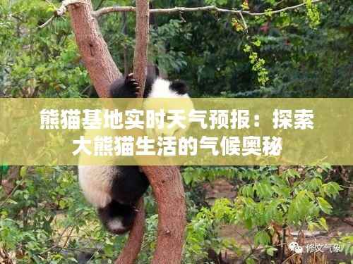 熊猫基地实时天气预报:探索大熊猫生活的气候奥秘
