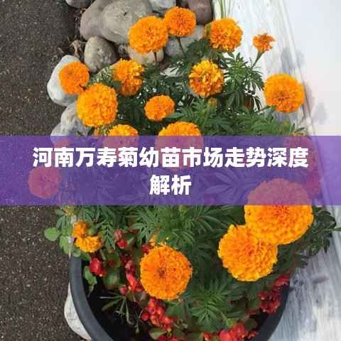 河南万寿菊幼苗市场走势深度解析