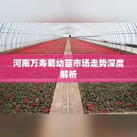 河南万寿菊幼苗市场走势深度解析
