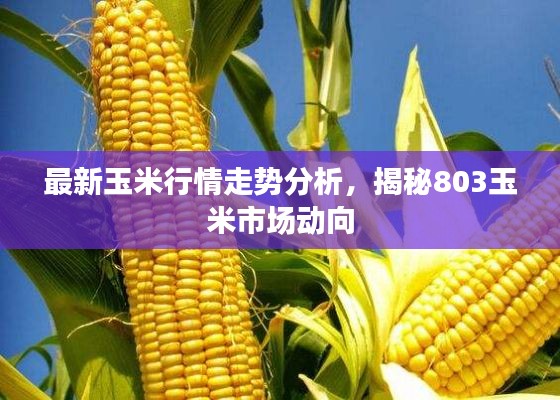 最新玉米行情走势分析,揭秘803玉米市场动向