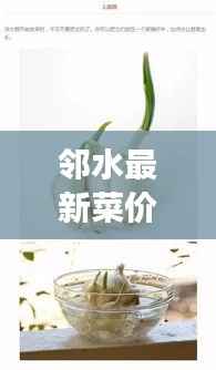 邻水最新菜价查询,掌握蔬菜市场动态,轻松了解当地蔬菜价格!