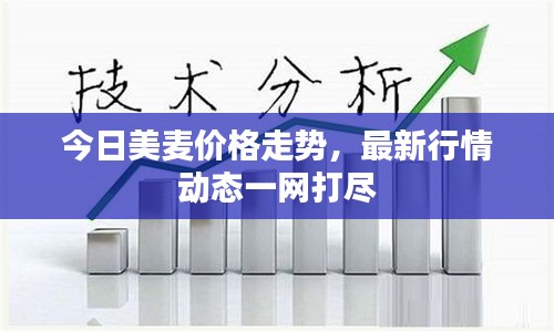 今日美麦价格走势,最新行情动态一网打尽