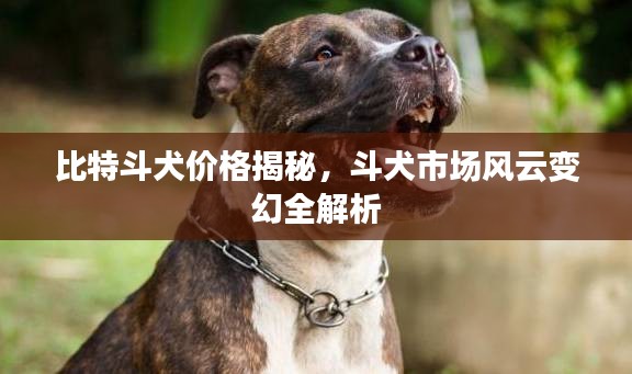 比特斗犬价格揭秘,斗犬市场风云变幻全解析
