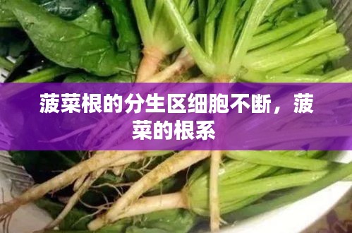 菠菜根的分生区细胞不断,菠菜的根系